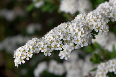 Spiraea canescens